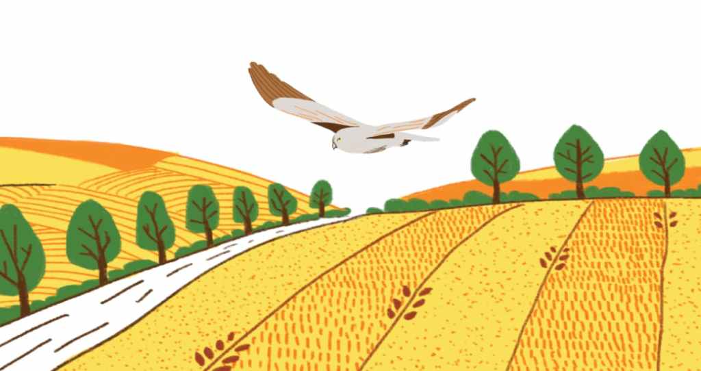 An illustrated bird flying over a grain field.